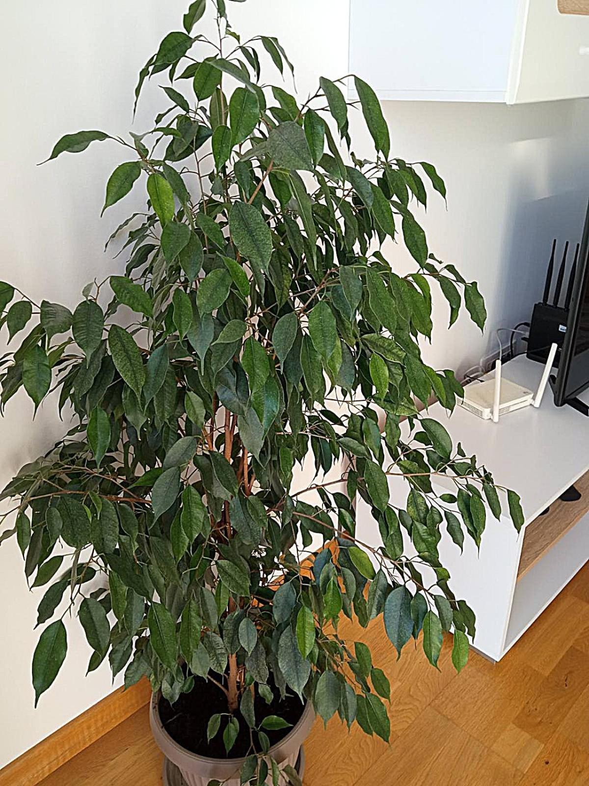 Renta Apartman Podgorica Luaran gambar